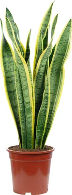 Produktbild von Sansevieria trifasciata 'Laurentii' – Robuster Bogenhanf, Luftreiniger, 60 cm hoch, Topf-Ø 17 cm