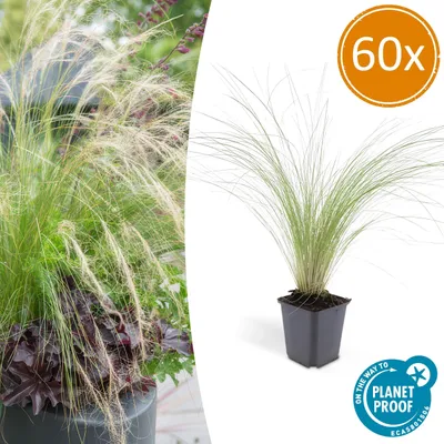 Produktbild von Stipa tenuissima 'Ponytails' | 60 Stücke - 10-25cm - Ø9cm - Gartenpflanze