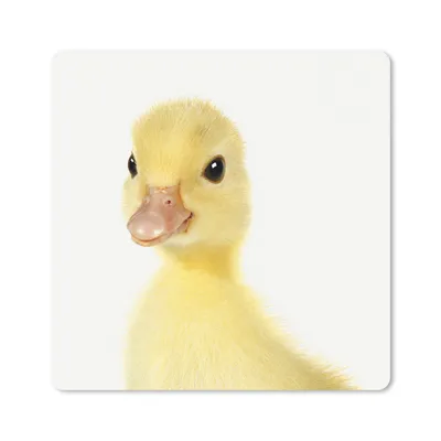Produktbild von MuchoWow® Mauspad Mousepad Tiere - Ente - Gelb 20x20 cm - Mousepads - Maus Mat - Pad - Mausunterlage - Desk Mat - Bureauartikeln