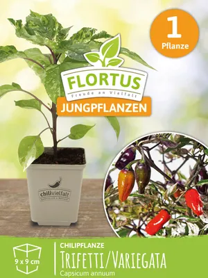 Artikelbild 5 von 'Chilipflanze Trifetti / Variegata' aus der Kategorie Chilipflanzen