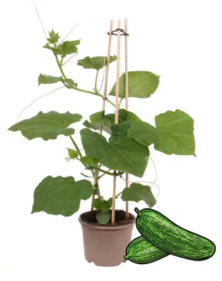 Produktbild von Gurkenpflanze „Snack Concombre“ – für Balkon und Garten – 14-cm-Topf – Gemüse zum Mitnehmen