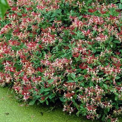 Produktbild von 2 x Wald-Geißschlinge - Lonicera periclymenum 'Serotina' | 50-60 cm in Container