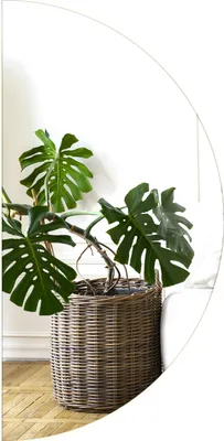 A large potted plant in a wicker basket sits on a wooden floor next to a white sofa.