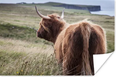 Produktbild von MuchoWow® Poster Schottische Highlander - Natur - Meer 60x40 cm - Schlafzimmerdekoration