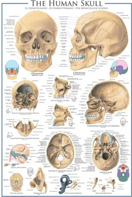 Produktbild von Poster - Educational - The Human Skull