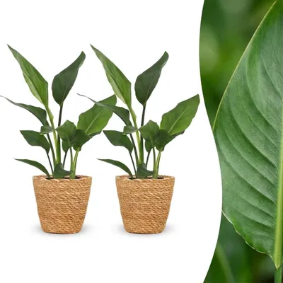 Produktbild von Strelitzia Reginea – Paradiesvogelblume – 2 Pflanzen – mit Korb - 25-35cm - Ø12cm