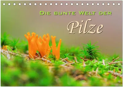Produktbild von Die bunte Welt der Pilze (Tischkalender 2025 DIN A5 quer), CALVENDO Monatskalender