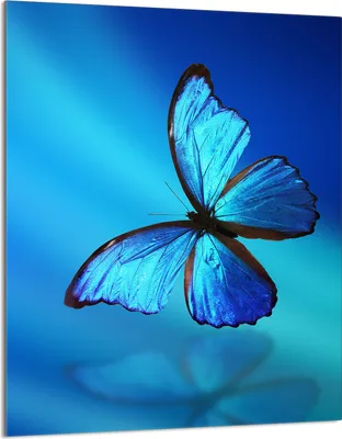 Immagine prodotto di Piastra copri fornelli 40x52 Piastra copri piano cottura in Vetroceramica alzatina in vetro tagliere decorativo, blu farfalla