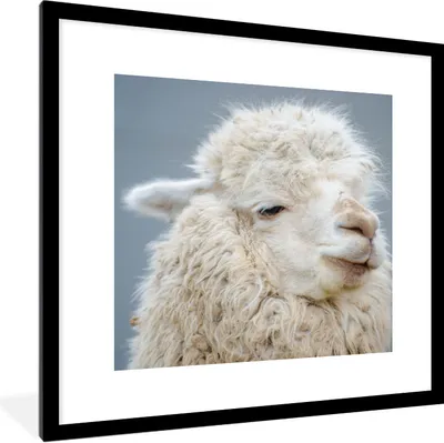 Produktbild von MuchoWow® Gerahmtes Poster Alpaka - Wolle - Weiß 40x40 cm - Poster mit Schwarzem Bilderrahmen Wandposter Rahmen Foto Bilder - Poster - Plakat im Rahmen