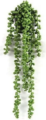 Produktbild von Senecio Rowleyanus Green - 43 cm