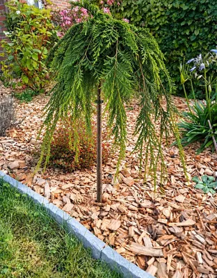 Produktbild von Chamaecyparis Lawsoniana Nidiformis Gartenzypresse Hochstamm 60 - 80 cm Höhe