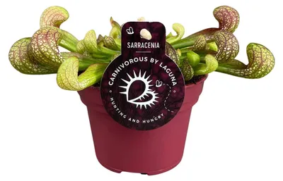 Immagine prodotto di Sarracenia psittacina - 13cm - Ø12cm - Pianta d'appartamento - Sempreverde