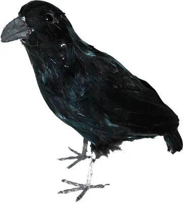 Produktbild von Schwarzer Rabe Deko-Vogel mit echten Federn | 30cm
