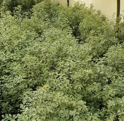 Image de Pittosporum tenuifolium 'Variegatum' / Pittosporum à petites feuilles 'Variegatum'