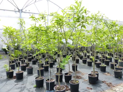 Produktbild von Esskastanie Castanea sativa 180 cm  Kastanie Kastanienbaum Pflanze winterhart