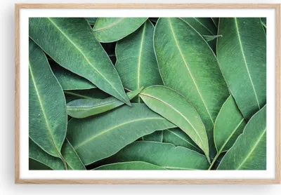 Produktbild von Gerahmtes Poster - Rahmen in heller Eiche - Blätter Eukalyptus Natur - 91,5x61 cm - Wand Bild - Wanddeko - Wandbilder - Kunstposter - Wandposter - Bilderrahmen - Bilder - Kunstdruck - P2NAA91x61-4933