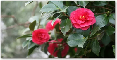 Produktbild von Tulup Glas-Bild -140x70- Wandkunst Dekorative Wand für Küche & Wohnzimmer - Blumen & Pflanzen - Kamelie - Rot