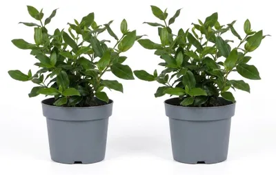 Produktbild von 2er-Set Viburnum Tinus Gwenllian, Schneeball, 25-30 cm, Topf 17 cm, KI-generiertes Bild