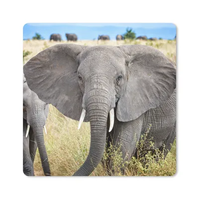 Produktbild von MuchoWow® Mauspad Mousepad Elefant - Tiere - Gras - Natur 30x30 cm - Mousepads - Maus Mat - Pad - Mausunterlage - Gaming