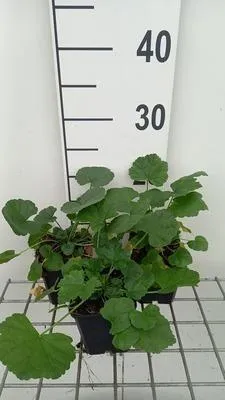 Obrázek produktu pro 6 x Malva alcea 'Fastigiata' - Sléz - květináč 9 x 9 cm