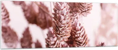 Produktbild von Bilder auf glas - Einteilig - Getrocknet Blume Eco - 140x50cm - Glasbilder - Wandbilder - Bilder - zum Aufhängen bereit - Wanddekoration aus Glas - Glas Bilder - Wandbild auf Glas - GAB140x50-4912