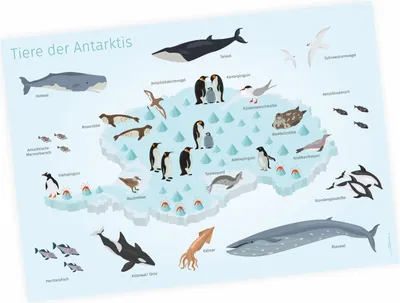 Produktbild von Kinder Lernposter - Tiere der Antarktis - DIN A1 - 841 x 594 mm