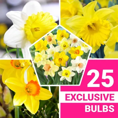 Produktbild von Narzissen Zwiebeln Winterhart Mehrjährig - Trompeten Duftende Kollektion - 25 Blumenzwiebeln - Mix 6–7 Sorten - Pflanzen aus Holland - für Garten und Topf (keine Samen, nicht künstlich)