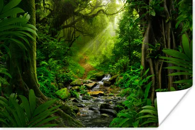 Produktbild von MuchoWow® Poster Dschungel - Wasser - Laub - Sonne - Natur 90x60 cm - Schlafzimmer