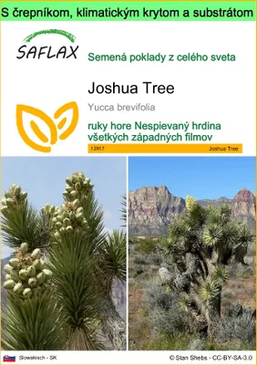 Obrázok produktu pre SAFLAX Garden to go - Joshua Tree - Yucca brevifolia - 10 Semená - S črepníkom, klimatickým vekom a pestovateľským substrátom
