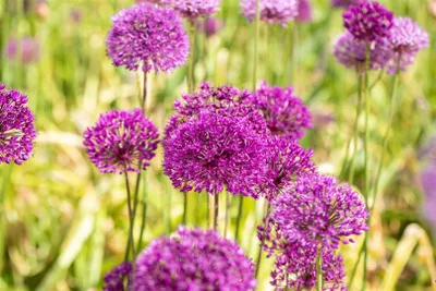 Produktbild von Allium aflatunense 'Purple Sensation', Zierlauch, violett, ca. 11x11 cm Topf
