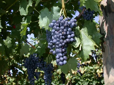 Produktbild von Vitis vinifera 'Regent', Weinrebe, 80–100 cm
