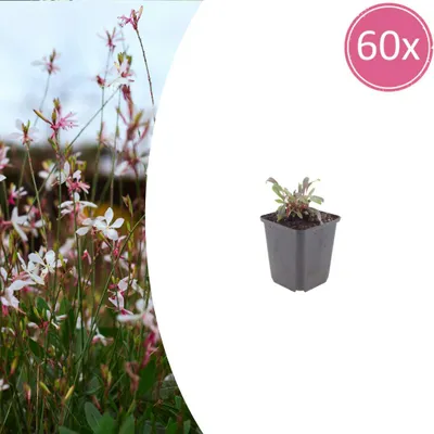 Image de Gaura l. 'Siskiyou Pink' | 60 pièces - 10-25cm - Ø9cm - Plante de jardin