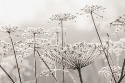 Produktbild von Fototapete Blumen - Vliestapete - Bildtapete UV-beständig Gräser beige Landhaus Wandtapete geruchsfrei