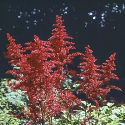 Image de Astilbe Tawułka arendsa Spinell 1 pièce Plantule Plantules Herbe colorée