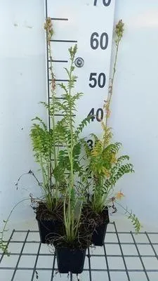 Produktbild von 6 x  Polemonium caer. 'Album' - Jakobsleiter - Topf 9 x 9 cm