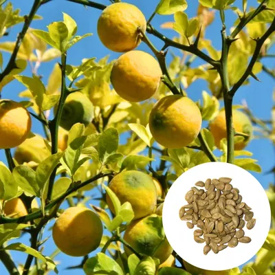 Obrázek produktu pro Exotická semena - Citrus Trifoliata - balení 10 ks - Mrazuvzdorná - Citroník trojlistý (Trifoliáta)