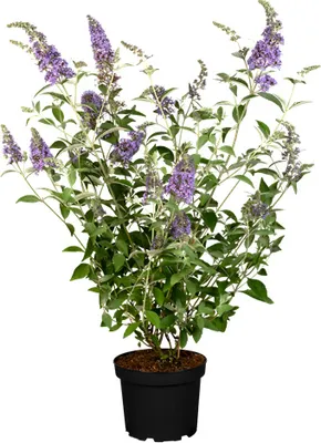 Produktbild von Buddleja 'Lochinch', Schmetterlingsflieder, lavendelblau, 40–60 cm