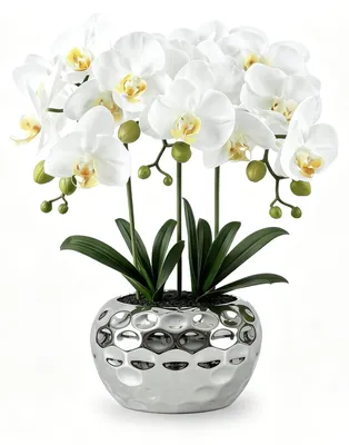 Immagine prodotto di Orchidee ornamentali in vaso, Phalaenopsis viola per la decorazione d'interni