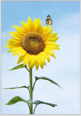 Produktbild von Wallario Wandbild Sonnenblume mit Schmetterling, Größe: 70,30 x 100,30 cm, Poster mit weißem Kunststoffrahmen