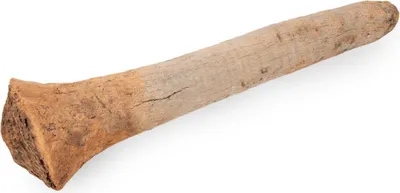 Produktbild von Grasbaum Wurzel in zwei Größen wählbar 30-60cm und 60-120cm, Durchmesser stärkste Stelle ca. 15-25cm | Xanthorrhoea , Größe:30 - 60 cm