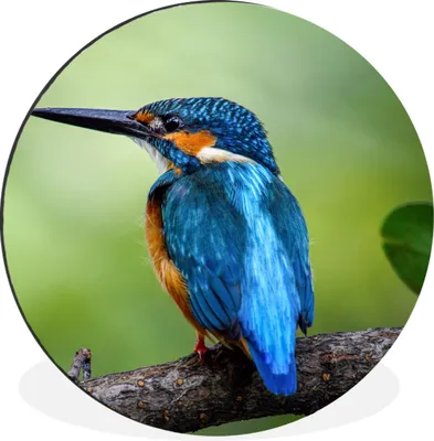 Produktbild von MuchoWow® Aluminium Wandkreis Eisvogel - Zweig - Blau Ø 30 cm Wanddeko Modern Wohnzimmer - Wand Bild - Wohnzimmer - Runde Bilder - Alubilder - Kunst für zu Hause - Aluminium - Wanddekoration