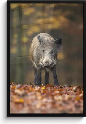 Produktbild von MuchoWow® MuchoWow® Gerahmtes Poster Wildtier - Wald - Herbst 60x90 cm - Poster mit zchwarzem Bilderrahmen - Kunst