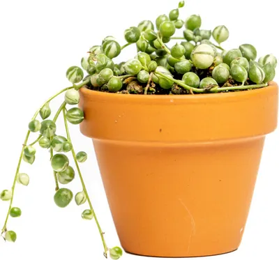 Obrázek produktu pro Gardners Senecio herreianus Variegata, průměr 6 cm