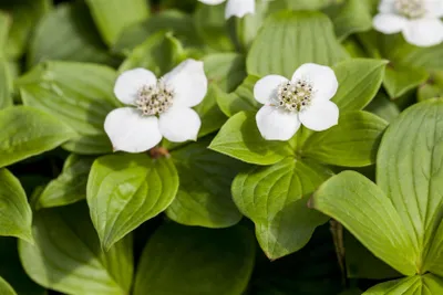 Produktbild von Cornus canadensis, Teppich-Hartriegel, 15–20 cm, bodendeckend