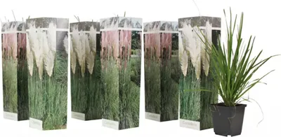 Produktbild von Bloomique - 6er-Mix - 3x Rosa - 3x Weiß - Pampasgras - Ziergräser - Winterhart - ⌀9 cm - 15-20 cm