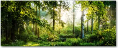 Produktbild von Tulup® Leinwandbild - 125x50 cm - Wandkunst - Drucke auf Leinwand - Leinwanddruck  - Landschaften - Grün - Morgensonne Wald
