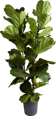 Produktbild von Ficus Lyrata Zimmerpflanze, 155 cm hoch, 30 cm Topf, luftreinigend