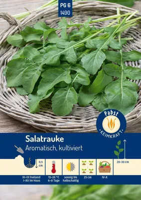 Produktbild von Pabst Keimkraft - Salatrauke Aromatisch kultiviert Samen - 171490