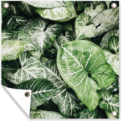 Produktbild von MuchoWow® 100x100 cm Outdoor-Poster Gartendeko Sichtschutz Garten Poster für den Garten  Blätter - Pflanzen - Grün