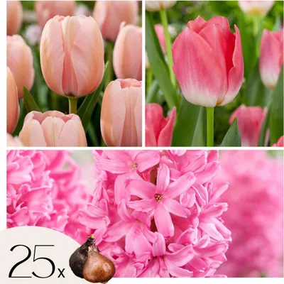 Image de Mélange de bulbes pour le jardin - Set de 25 - Tulipa, Hyacinthus